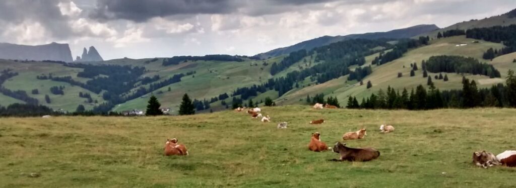 Mucche a risposo sull Alpe di Siusi